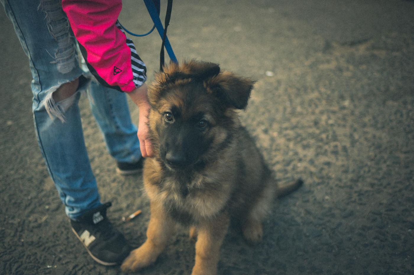 A photograph of someone petting a dog at Kiln Ouseburn